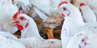 capa do artigo aves de corte