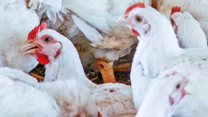 capa do artigo aves de corte