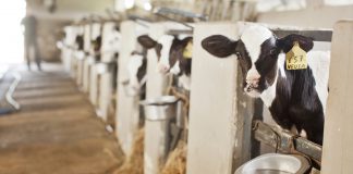 capa do artigo sobre o consumo de dietas para bezerros no período de aleitamento