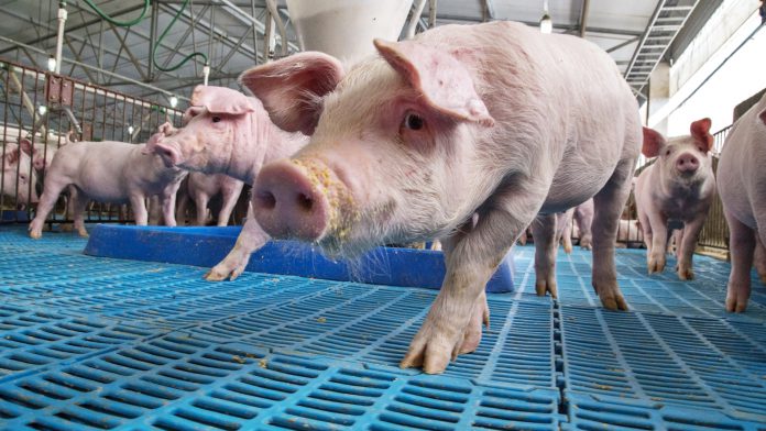 Imagem ilustrativa 1 Imagem de capa do artigo sobre reposição hidroeletrolítica