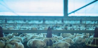 granja com várias aves de corte