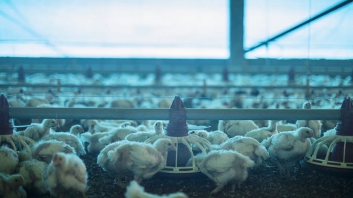 cfec granja com várias aves de corte