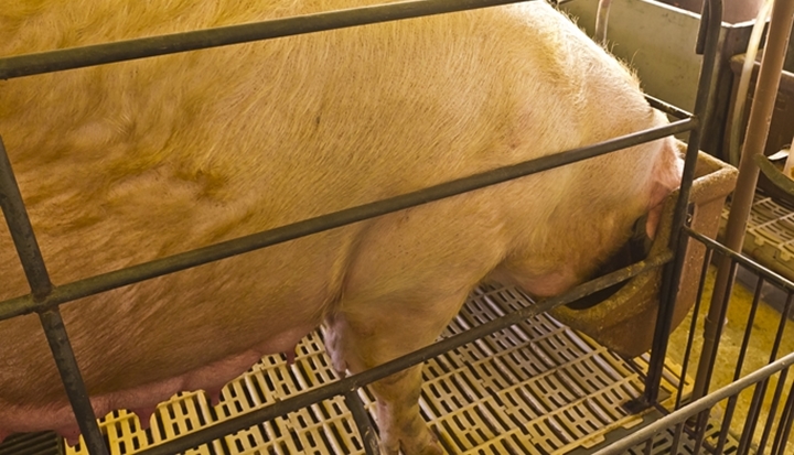 Fêmea suína se alimentando