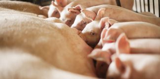 Capa do artigo com tema central sobre a hiperprolificidade das fêmeas suínas e se a nutrição pode auxiliar