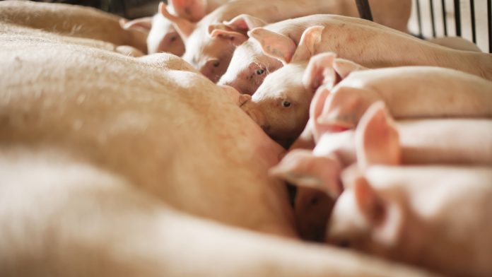 Capa do artigo com tema central sobre a hiperprolificidade das fêmeas suínas e se a nutrição pode auxiliar