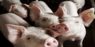 capa do artigo sobre senecavírus