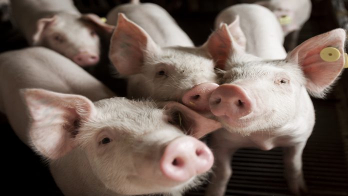 capa do artigo sobre senecavírus