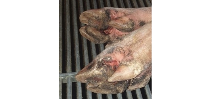 foto das lesões moderadas no pé (cascos e bandas coronárias), região interdigital e almofada plantar.