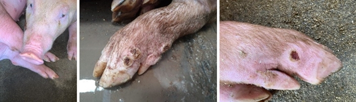 Foto de lesões causadas nos suínos devido ao senecavírus