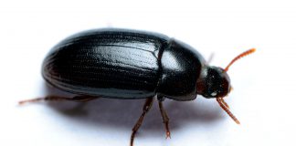 Cascudinho na avicultura