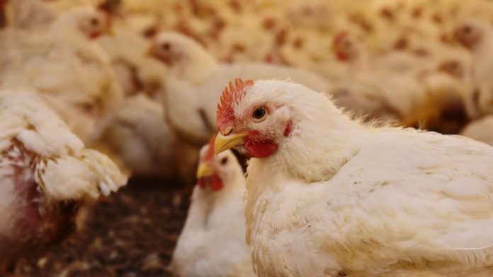 Aves na granja Aves na granja