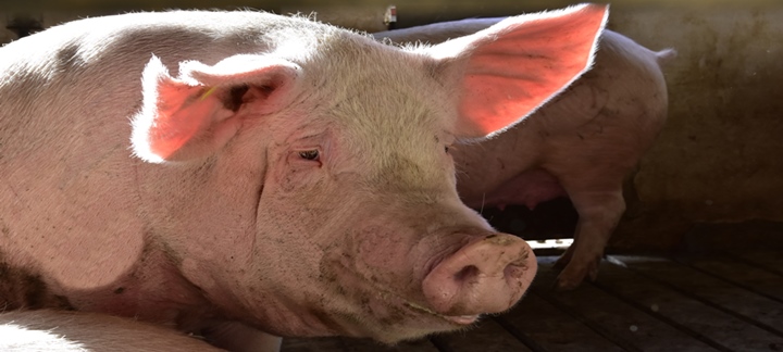 fotografia de um suíno