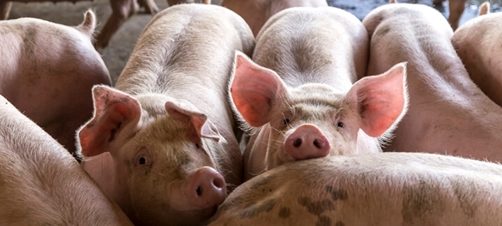 Imagem que representa o artigo Lotação: o revés da evolução