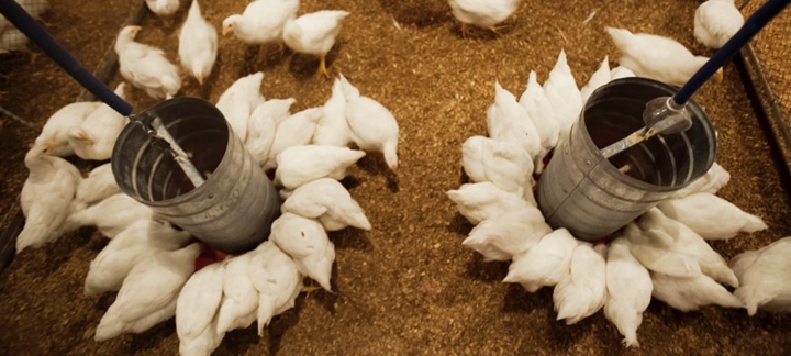 Imagem que representa o artigo Colibacilose aviária: desafio constante