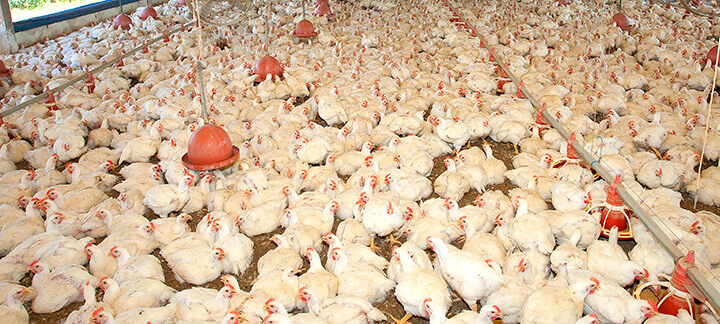 Imagem que representa o artigo Fatores que afetam a conversão alimentar em frangos de corte
