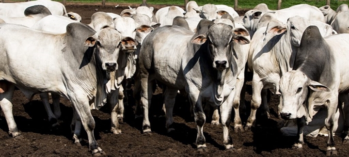 Imagem que representa o artigo Ajuste na matéria seca (MS) da dieta de bovinos de corte