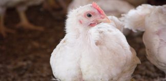 A imagem mostra uma ave usada paracapa do artigo sobre wooden breast também conhecido como peito madeira