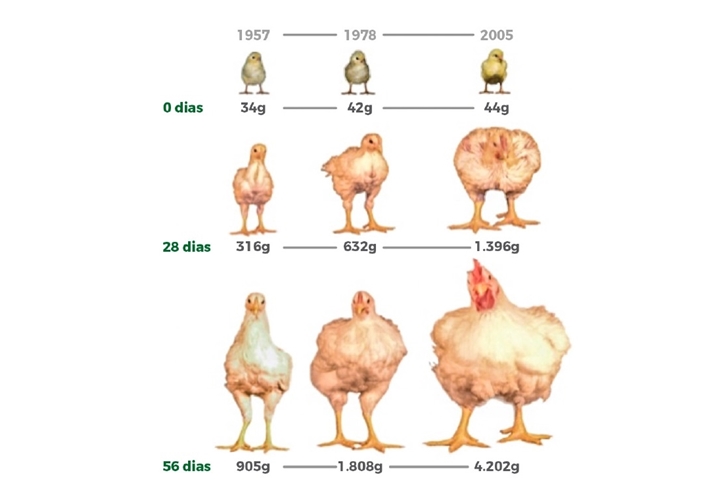 Figura 1: Comparação entre linhagens de aves de 1957, 1978 e 2005