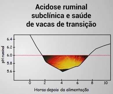 Imagem gráfica mostrando acidose ruminal subclínica e saúde de vacas em transição