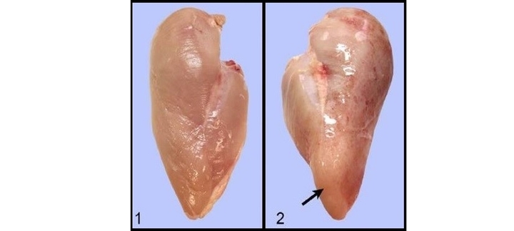 Fotos do peito normal de uma ave e outra foto do peito com wooden breast