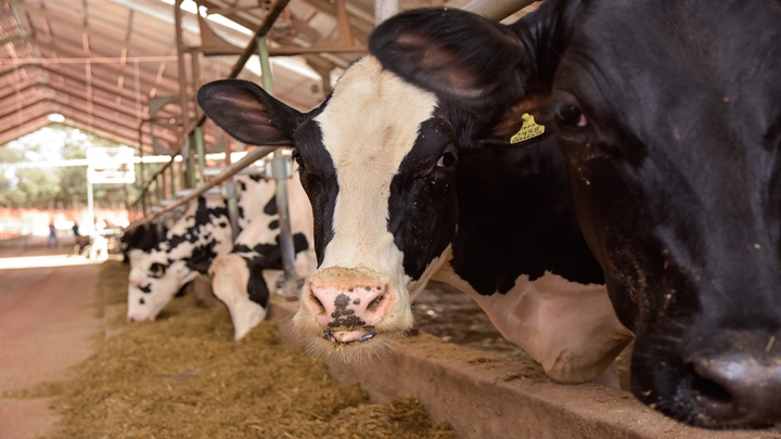 Imagem da vaca no artigo sobre acidose
