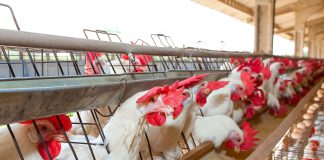 Capa do artigo com tema sobre minerais orgânicos na casca do ovo