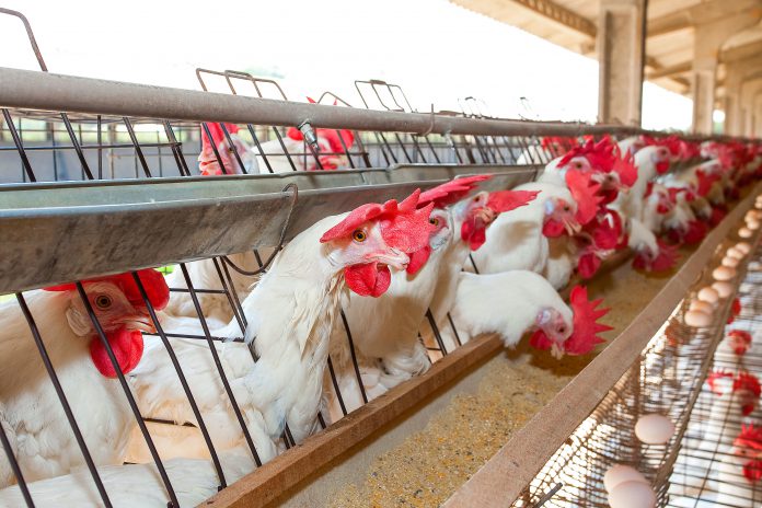 Capa Capa do artigo com tema sobre minerais orgânicos na casca do ovo