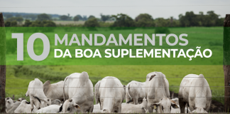 capa do artigo sobre os 10 mandamentos da boa suplementação de bovinos
