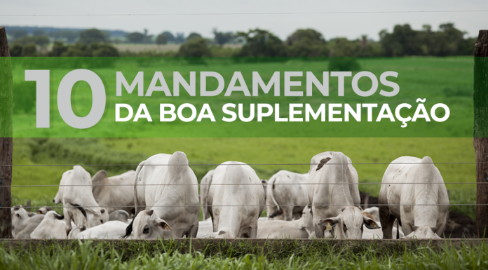 capa do artigo sobre os 10 mandamentos da boa suplementação de bovinos