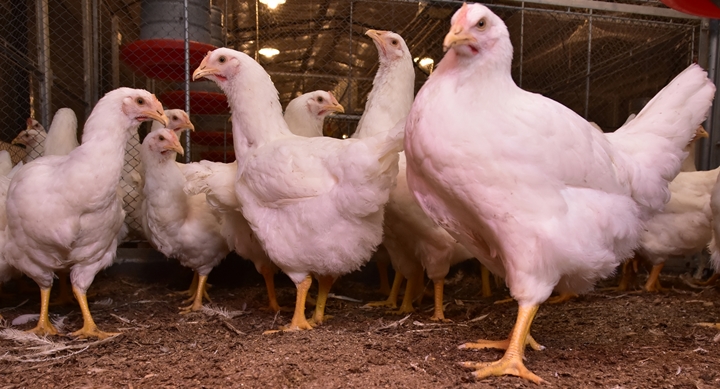 fotos das aves no artigo sobre a qualidade do empenamento das aves