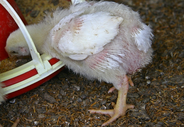 foto do pintinho no artigo sobre qualidade do empenamento das aves