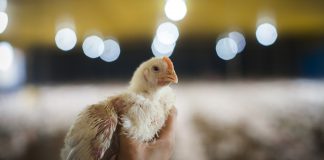 foto capa do artigo sobre qualidade do empenamento das aves