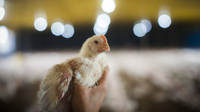 fgbfgdb foto capa do artigo sobre qualidade do empenamento das aves
