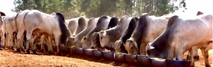 Foto de bovinos do corpo do artigo sobre a boa suplementação de bovinos