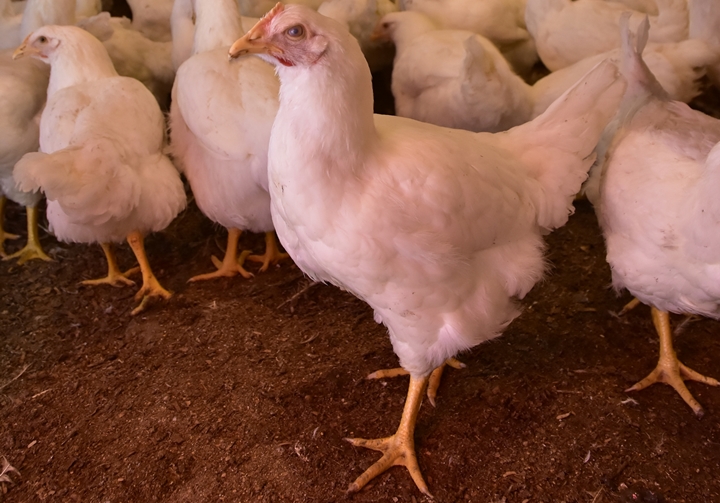 foto de aves do artigo sobre a qualidade do empenamento das aves