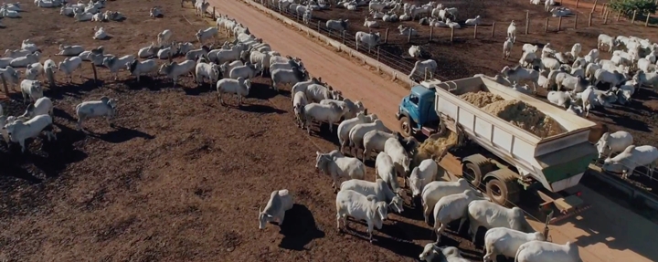 foto que ilustra o descarregamento da ração nos cochos de bovinos
