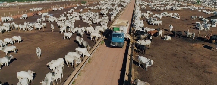 foto que ilustra o descarregamento da ração nos cochos de bovinos