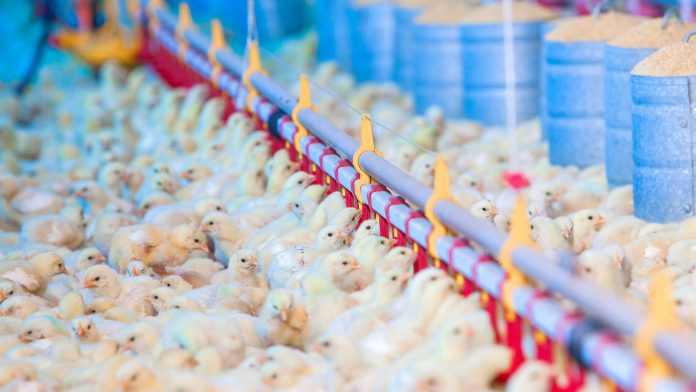 foto de pintinhos - nutrição de frangos na primeira semana