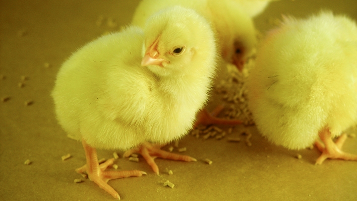 foto de pintinhos no artigo sobre nutrição de frangos na primeira semana