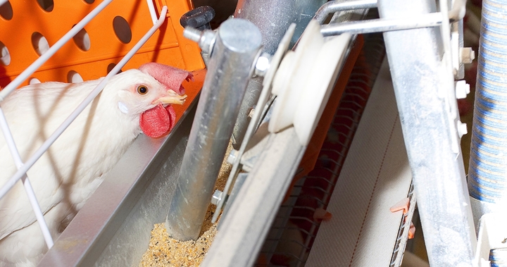 foto de uma ave se alimentando que faz parte do artigo sobre enzima protease nas poedeiras