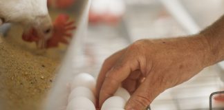 capa do artigo enzima protease nas poedeiras