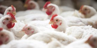 Biosseguridade na granja