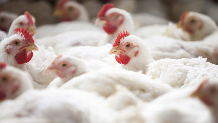 CapaFranzinha Biosseguridade na granja