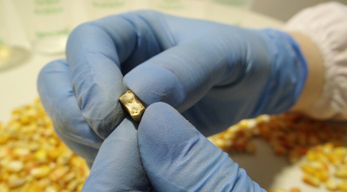 O que a alta umidade do milho pode causar em uma granja de poedeiras comerciais?