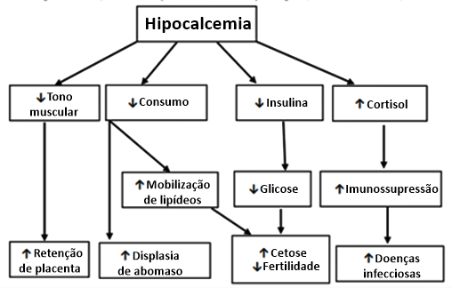 Figura 1: Relação entre hipocalcemia e outras desordens metabólicas (adaptado de De Blas et al. 1998)