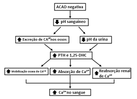 Figura 2. Efeito da dieta aniônica no metabolismo do Ca (adaptado de De Blas et al. 1998)