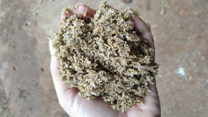 Capacevada Simone dieta de bovinos com alimento úmido