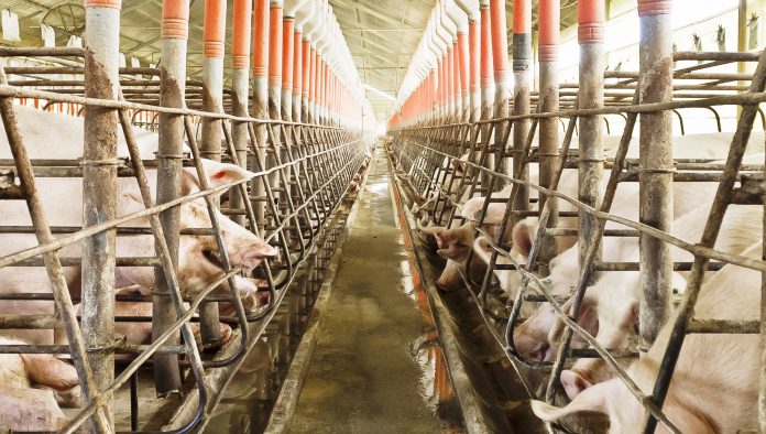 Fibra dietética - Capa