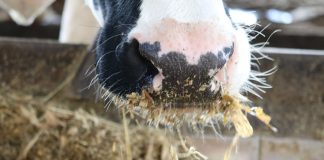 dietas aniônicas no pré-parto