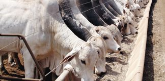 evolução da pecuária brasileira